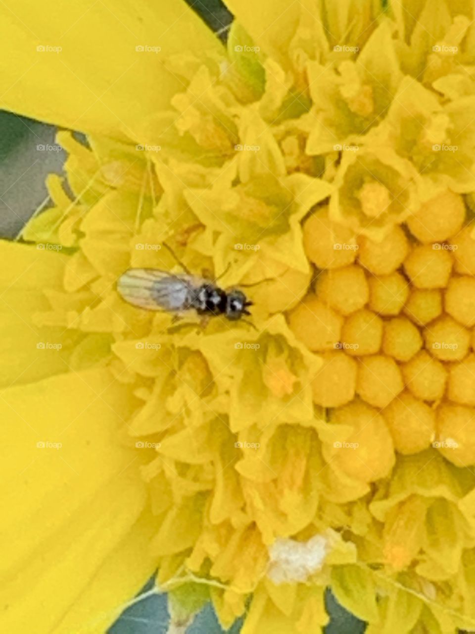 A Flower Fly’s Sunday Brunch In A California Mission Garden