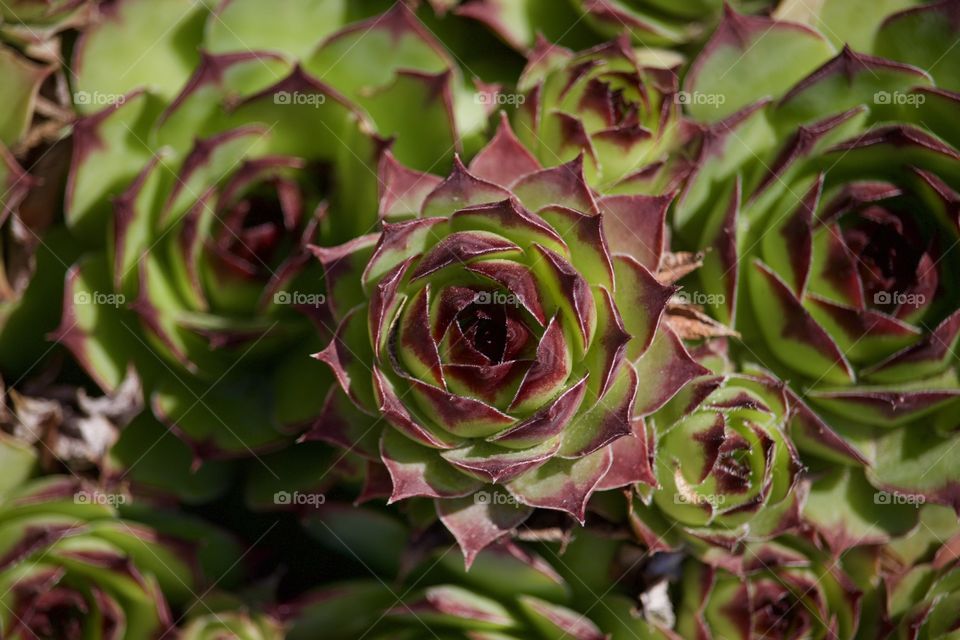 High angle view of cactus leaf