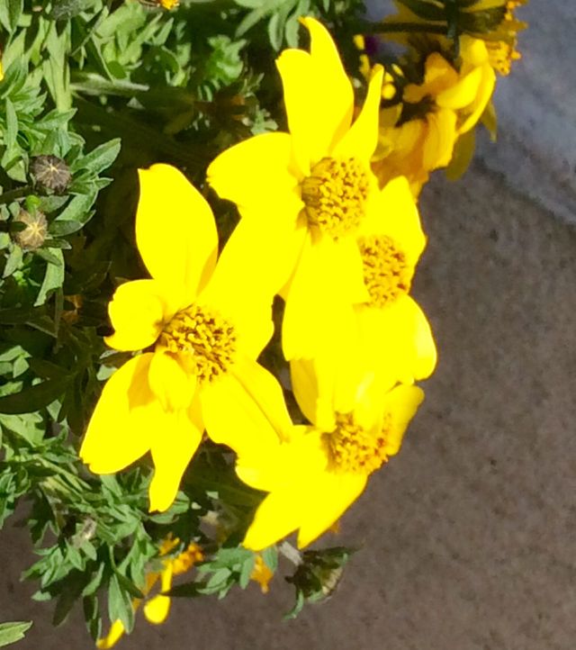 Flower