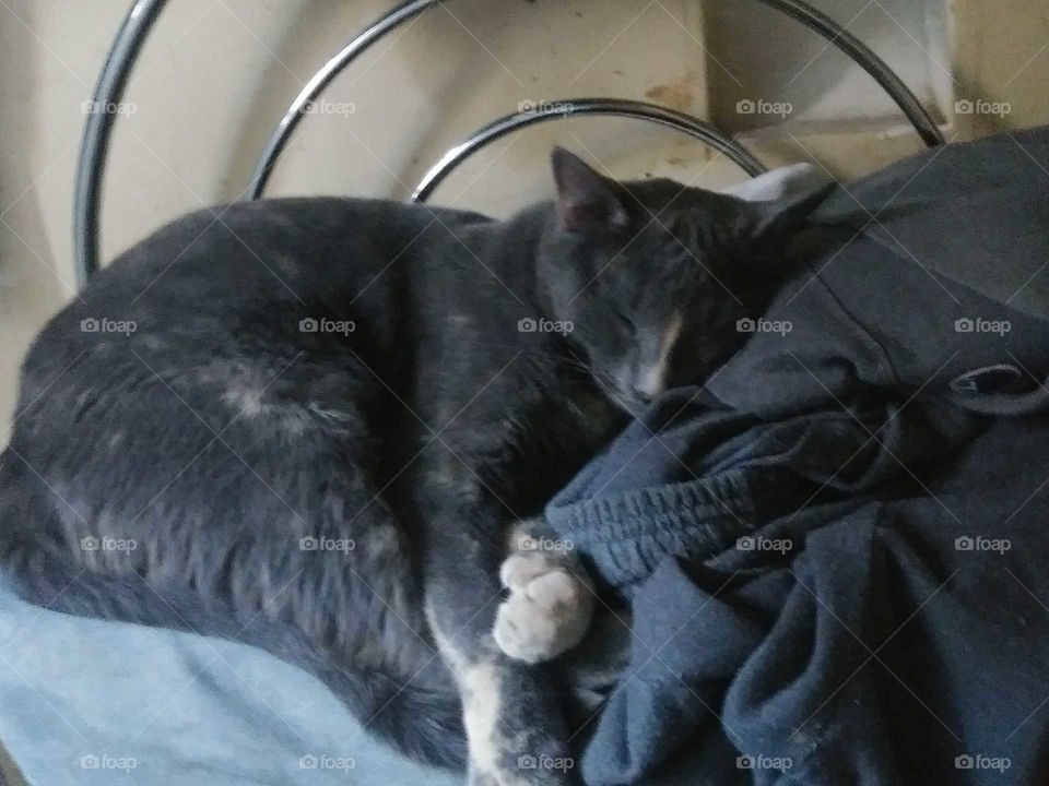 cat sleep restful dreaming