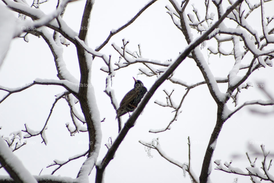 Bird perching on snowy tree