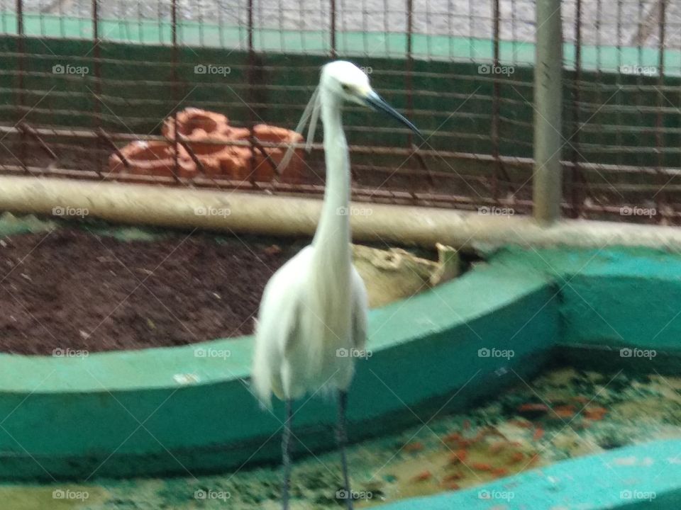 Ibis At Sc