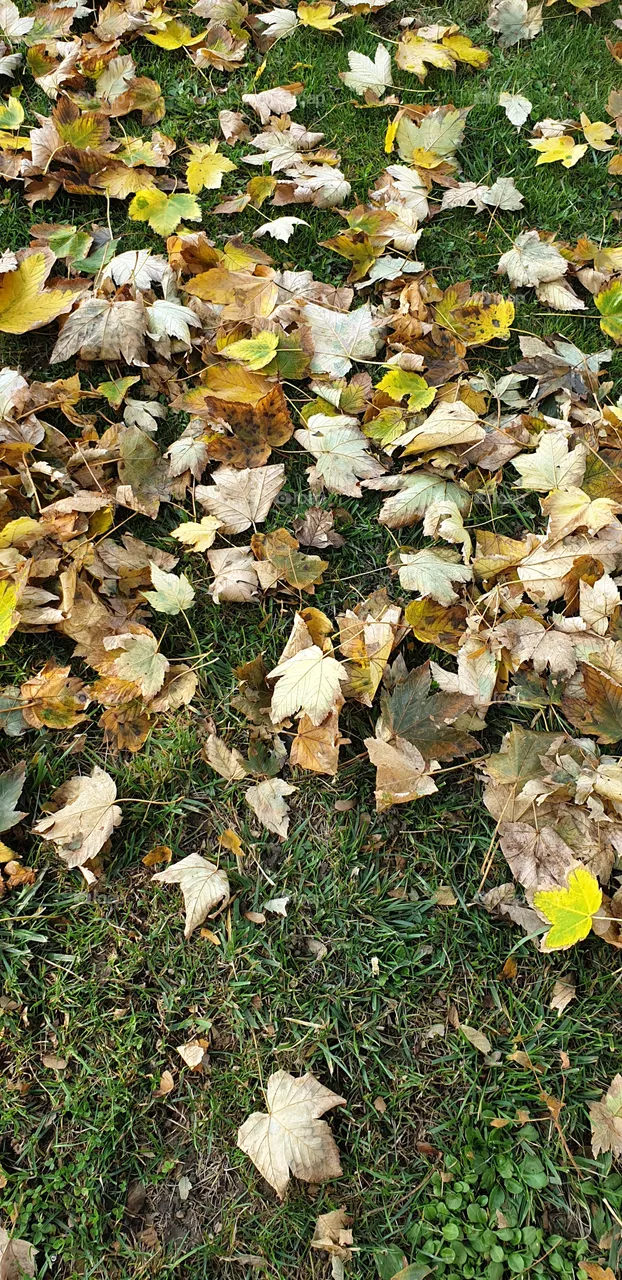 leaves on the ground