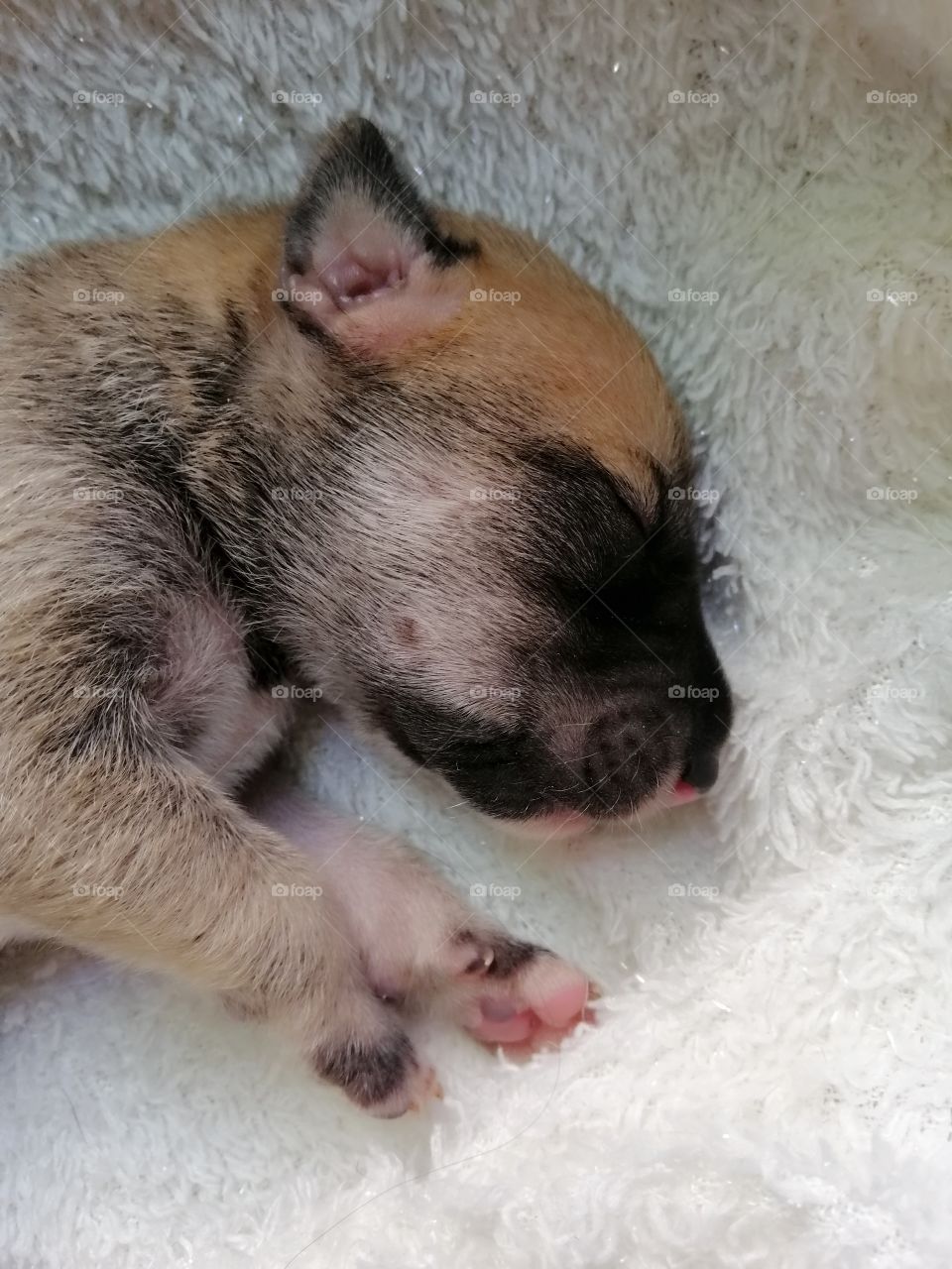 A sleeping 4-day old puppy