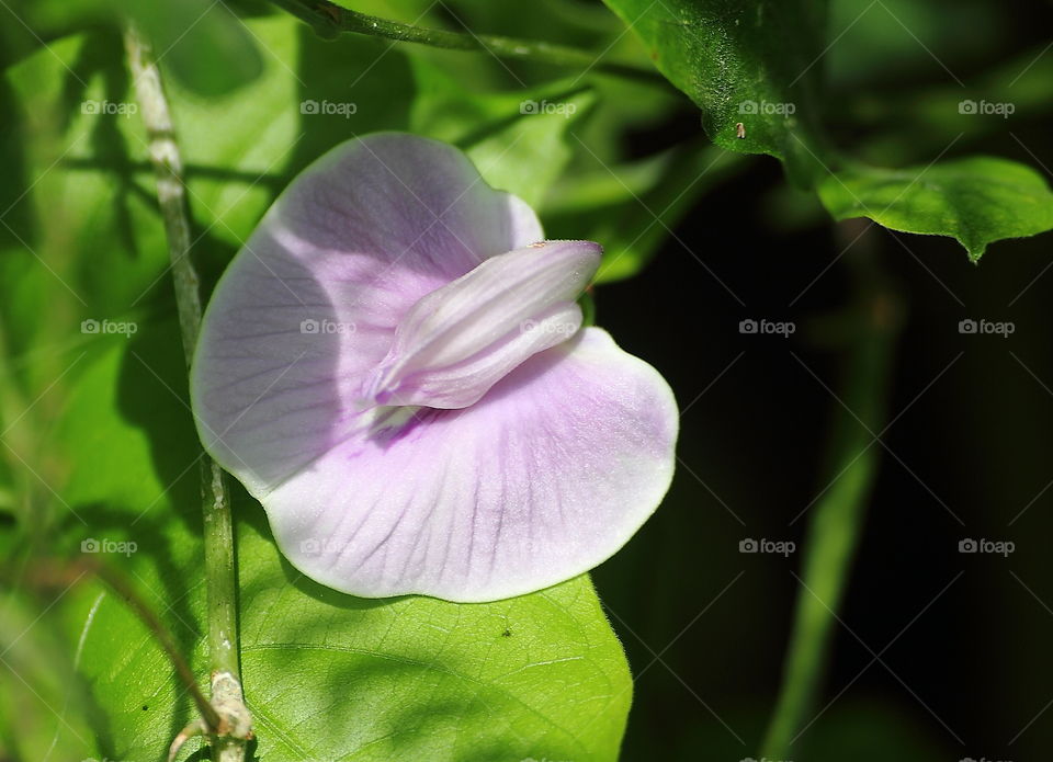 Pea flower looking form. Base colouring of white to be the next of purple. Wide spreading looking flower with the green leaf. Vines plant in a category of usefull to the dayli of lifes. Ex. dringking of tea, sirrooop, and others kind of the name.