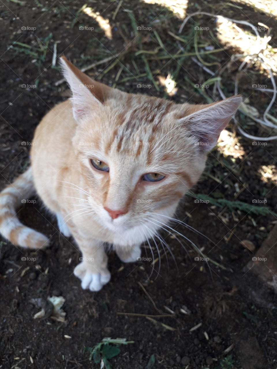 vecino gatuno