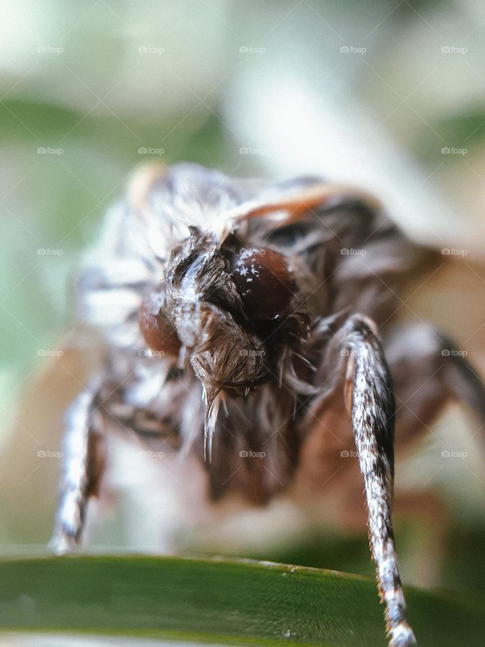 Photo of an insect after morning dew