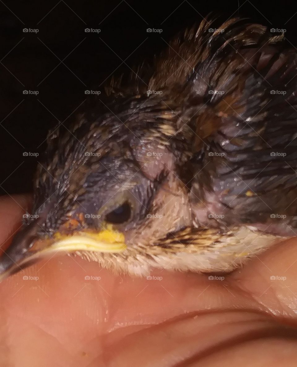 three baby's now 😢