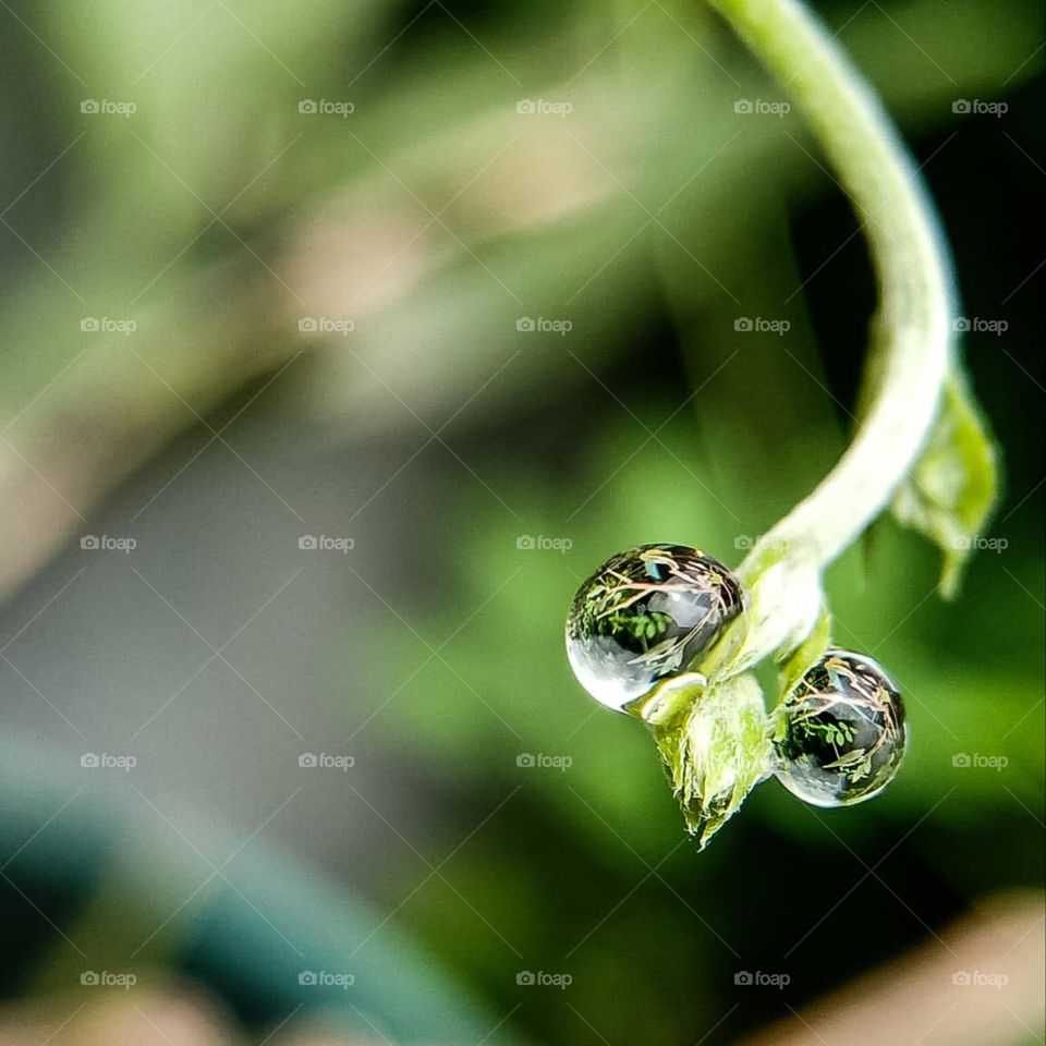 Macro, photos of plants like insect