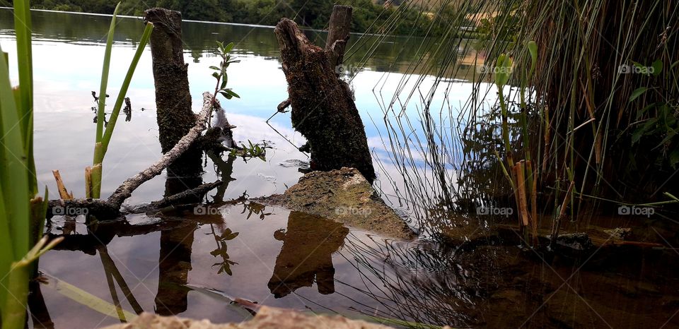 reflet d'arbres dans l'eau