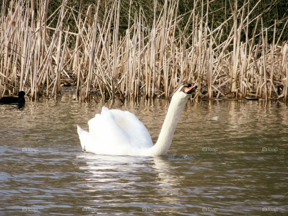 Swan drinking water from the lake