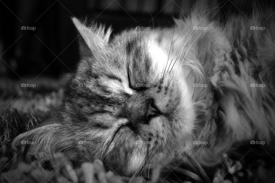 Close-up of sleeping cat