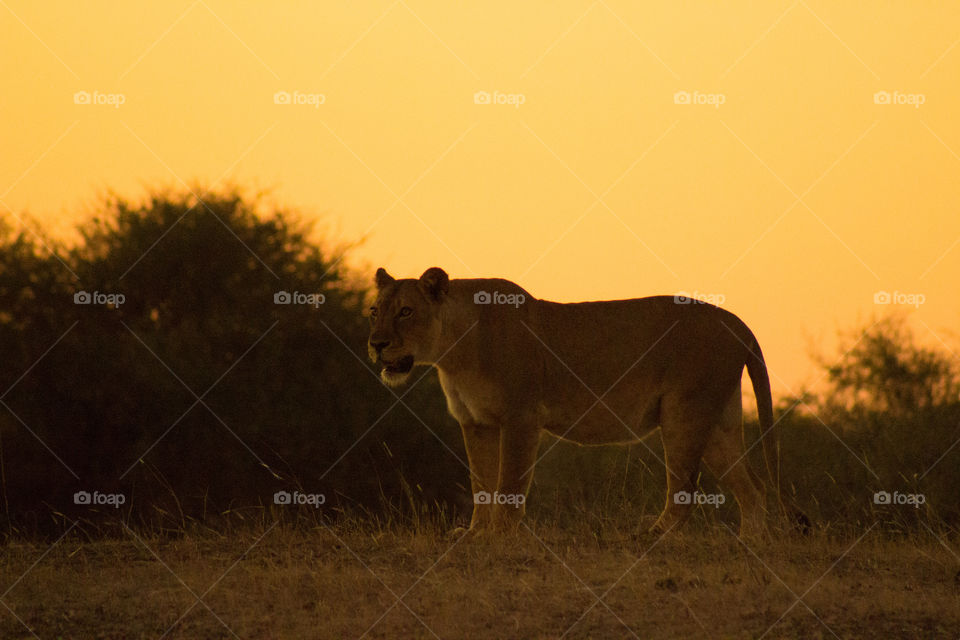 Lioness at dusk calling out to her pack