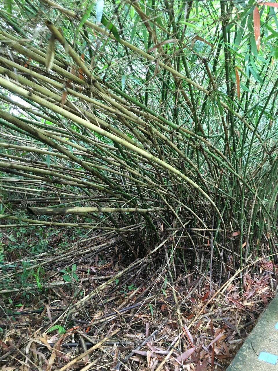 Bamboo trees tropical