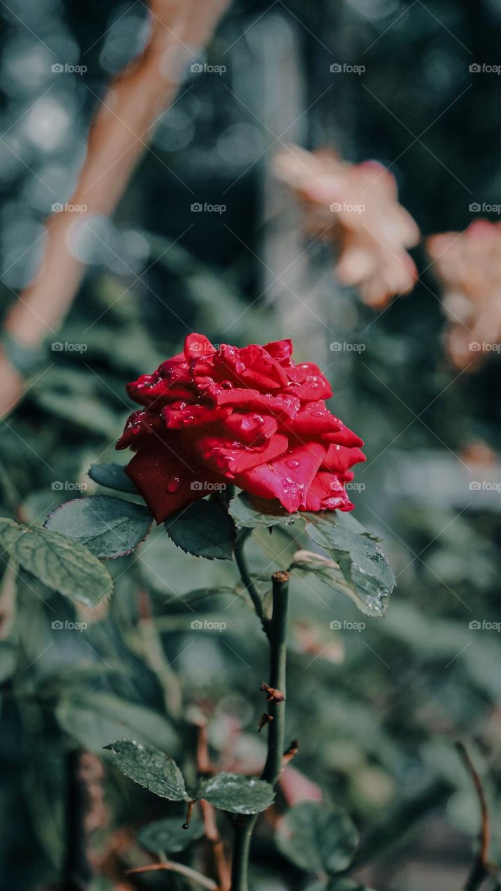 Rain dropes And Red rose!