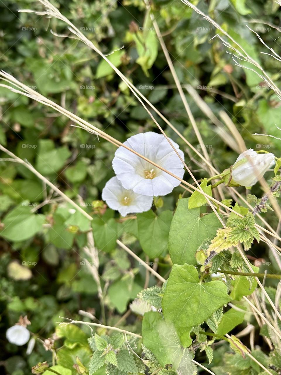 Flowering white hedge bindweed calystegia flower blossom wild plant countryside blooming landscaping green leaves foliage