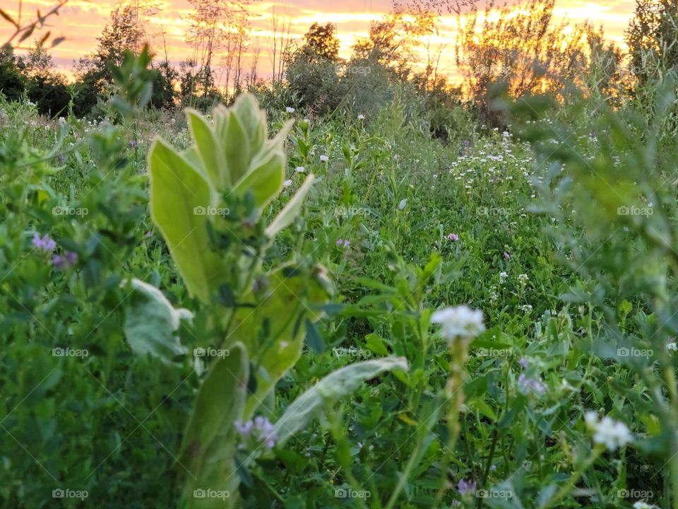 Meadow Sunset
