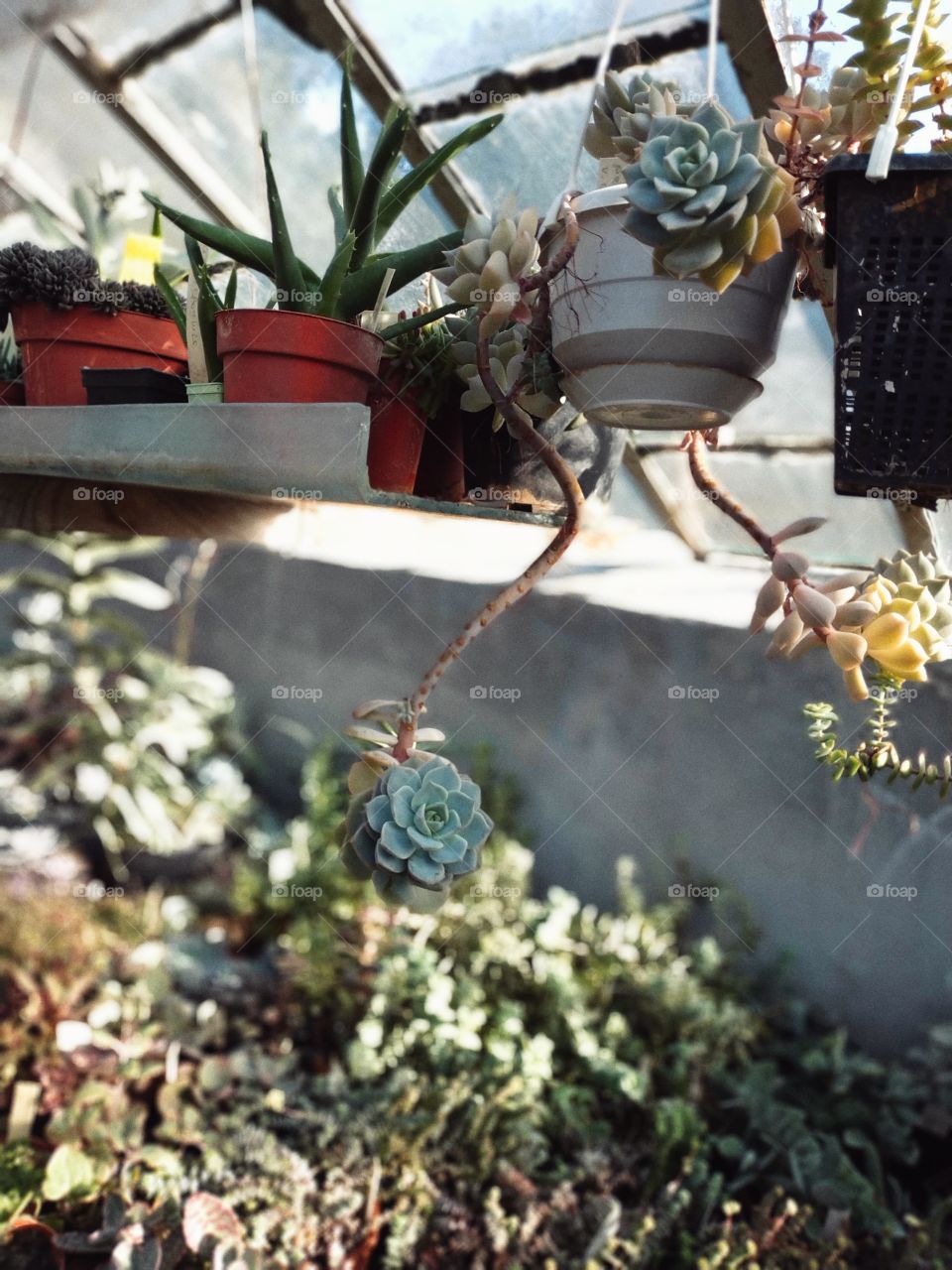 echeveria beautiful succulent plant close-up.  Plant in a botanical garden