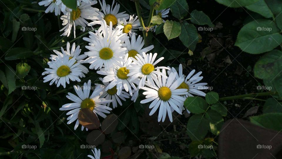 Daisies. Brookside Gardens