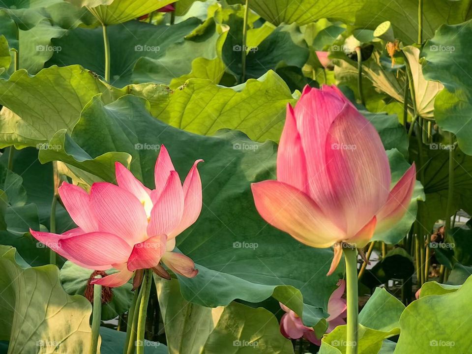 Full of lotus pond is to give you the romance of summer.