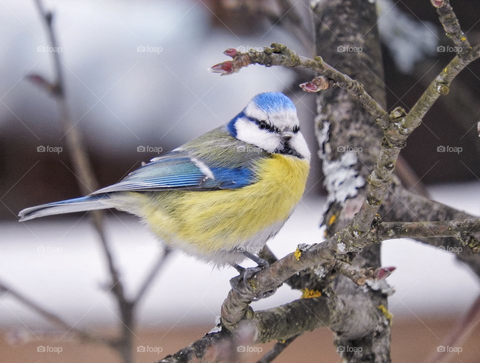 Small bird blue tit