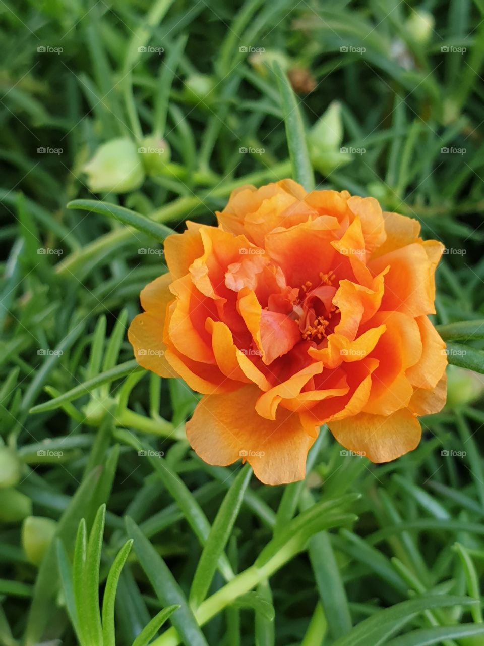 the portulaca grandiflora