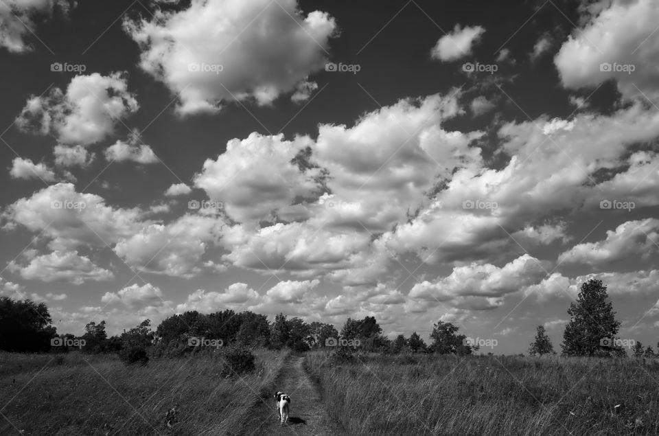 Dog on street against cloudy sky
