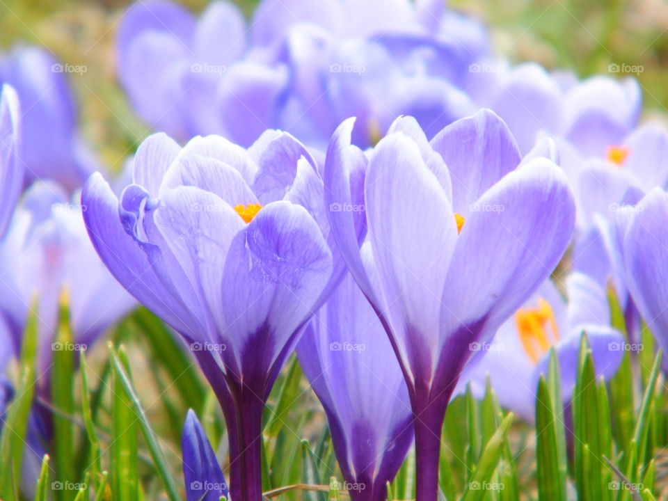 beautiful spring flowers and beautiful color