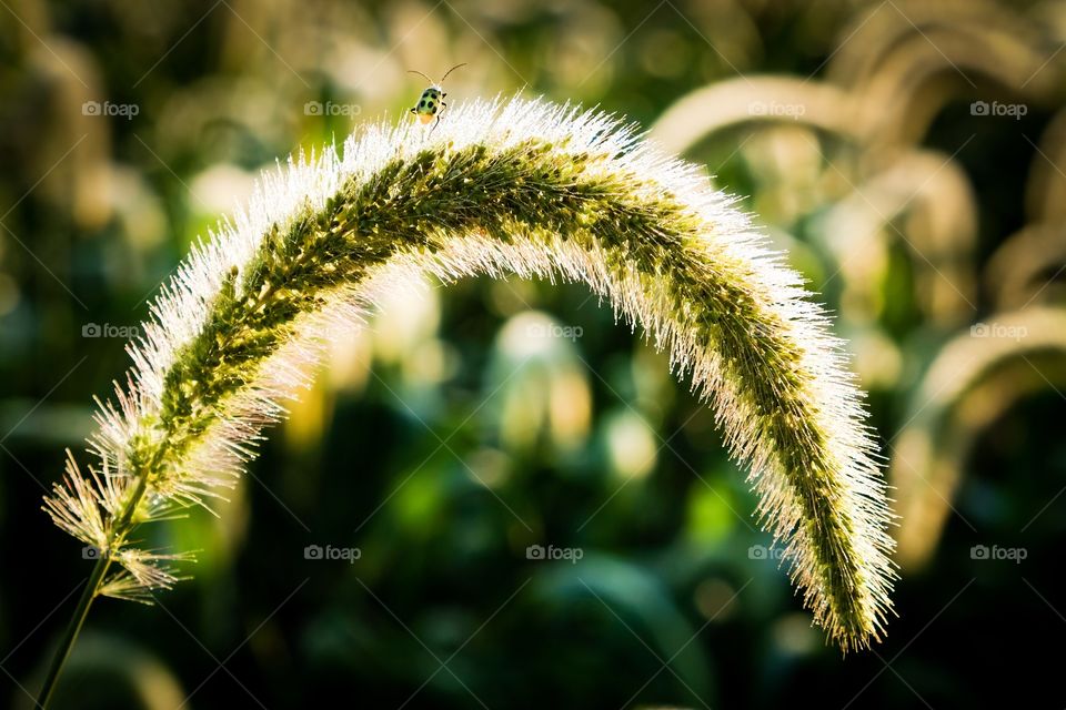 A spotted cucumber beetle struggles to conquer the summit of a dropping giant foxtail head. Raleigh North Carolina. 