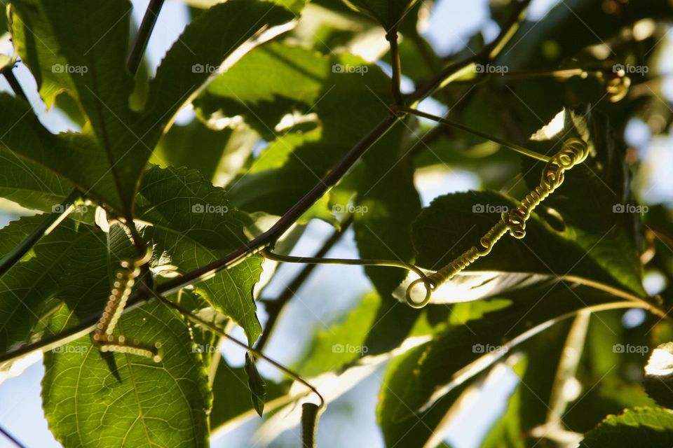 Passion Fruit Vine