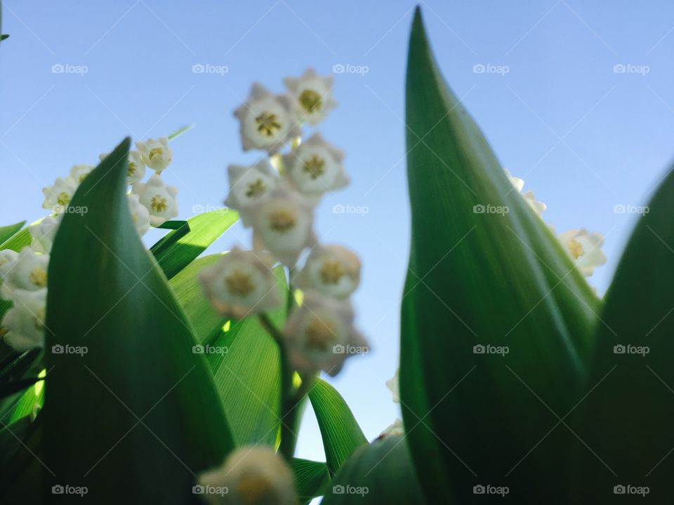 Lily of the Valley. The Flower of May. 