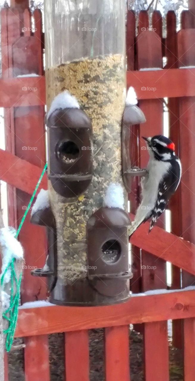 Capturing the tiny Downy Woodpecker hard at work taking seeds from the bird feeder.