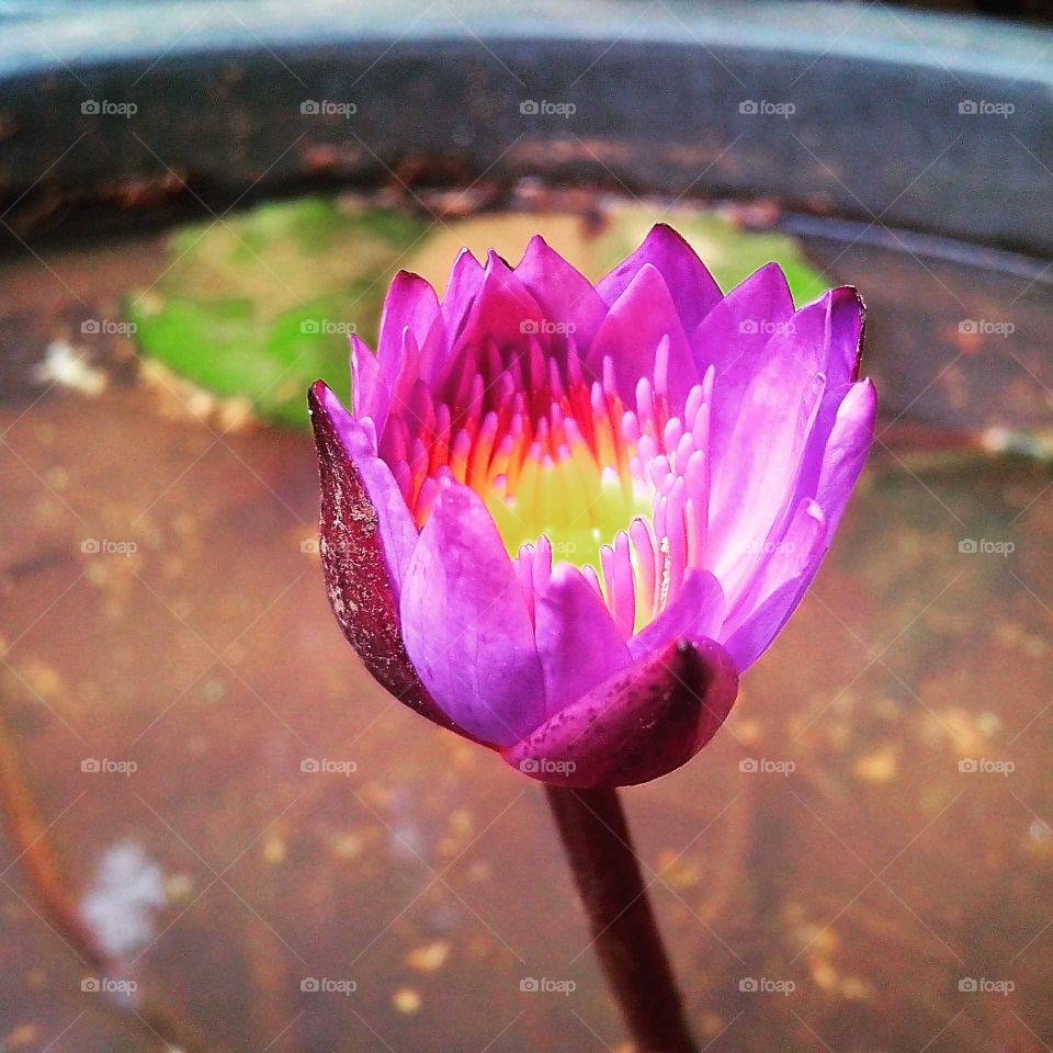 Purple Lily