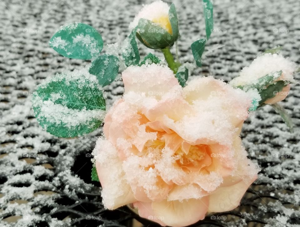 snowy rose