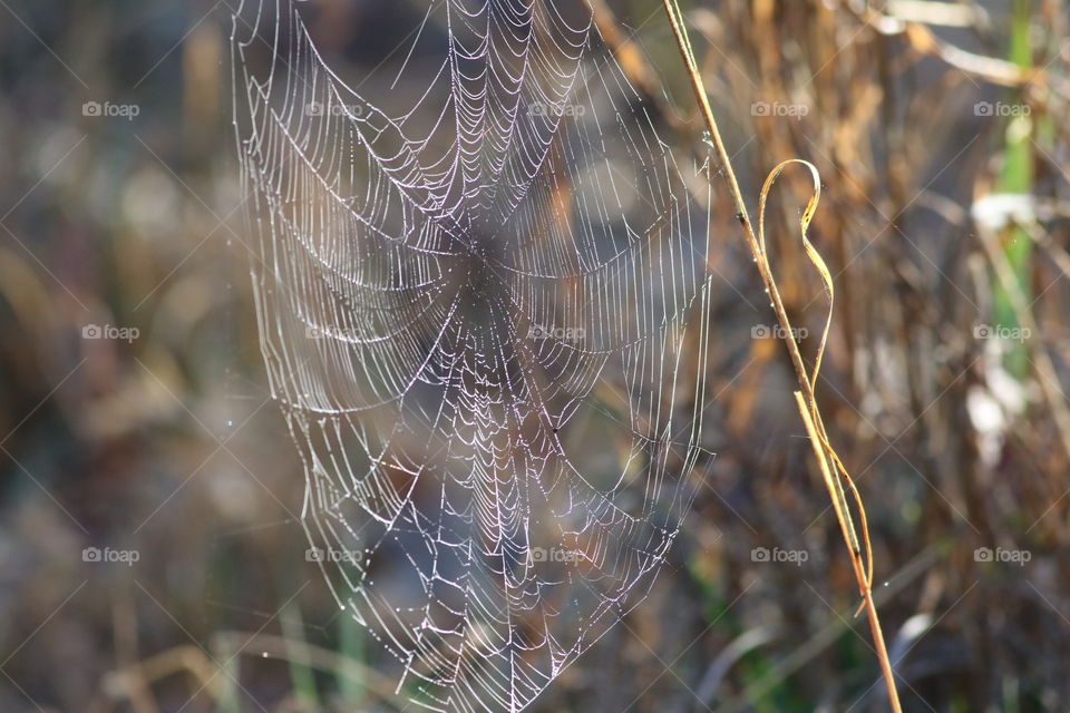 Spider web