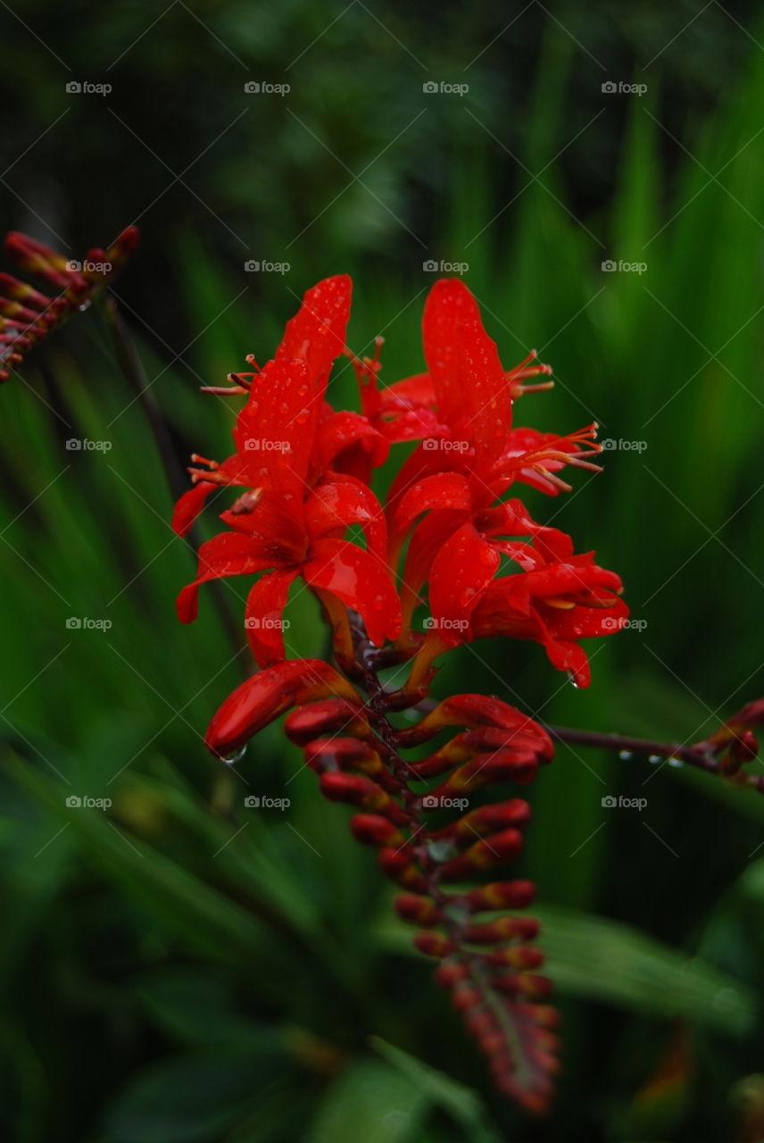 Rain drops on petals