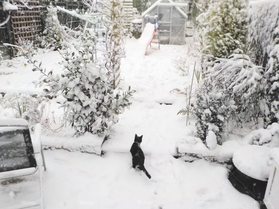 Snowy wonderland - the first for this kitty 