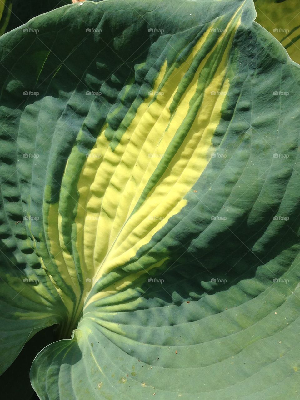 Big Leaf