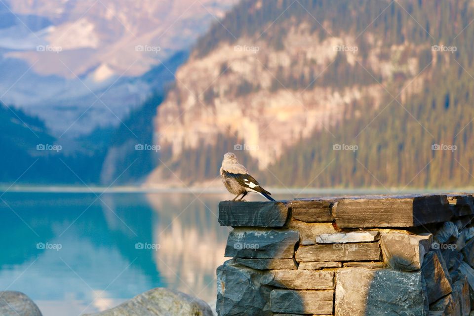 A Clark's Nutcracker bird taking in the view of scenic Lake Louise in Banff National Park in Canada's Rocky Mountains 