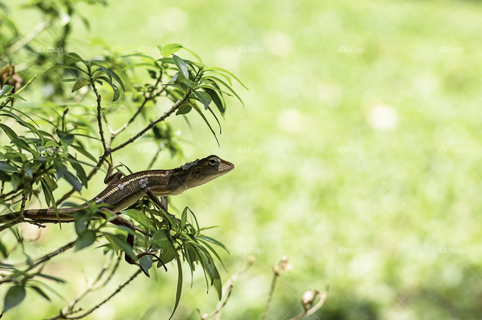 Small Long tailed lizard branches sheds on the tree.