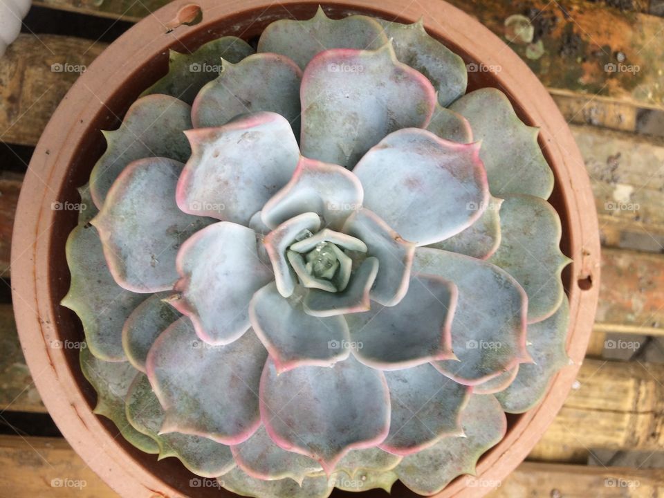 kaktus lis pink