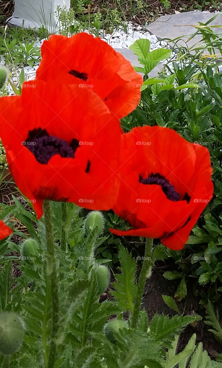 poppies