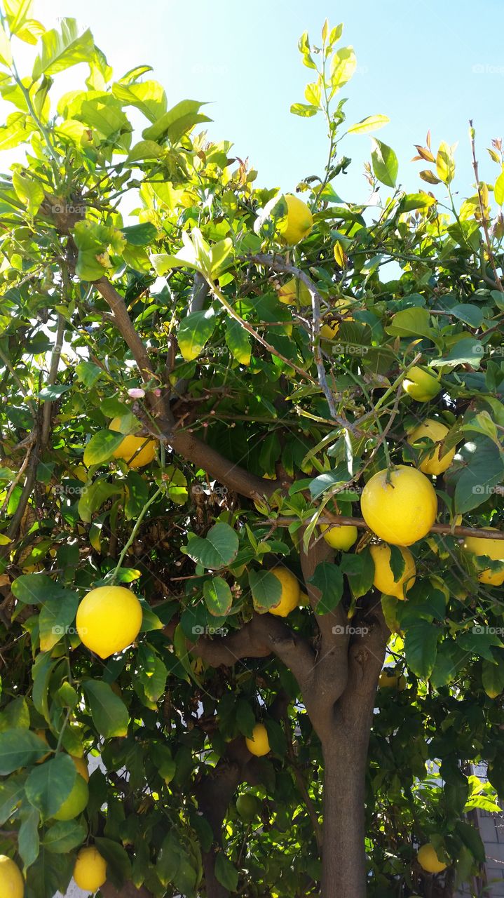 Lemons . Lemon Tree 