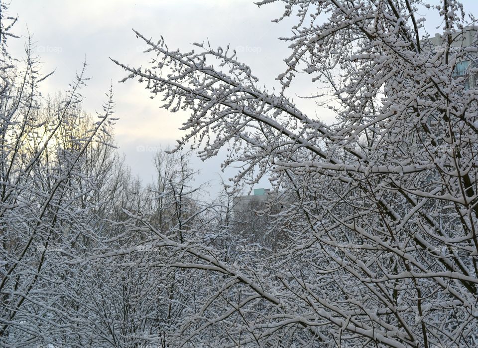 Winter, Tree, Frost, Snow, Branch