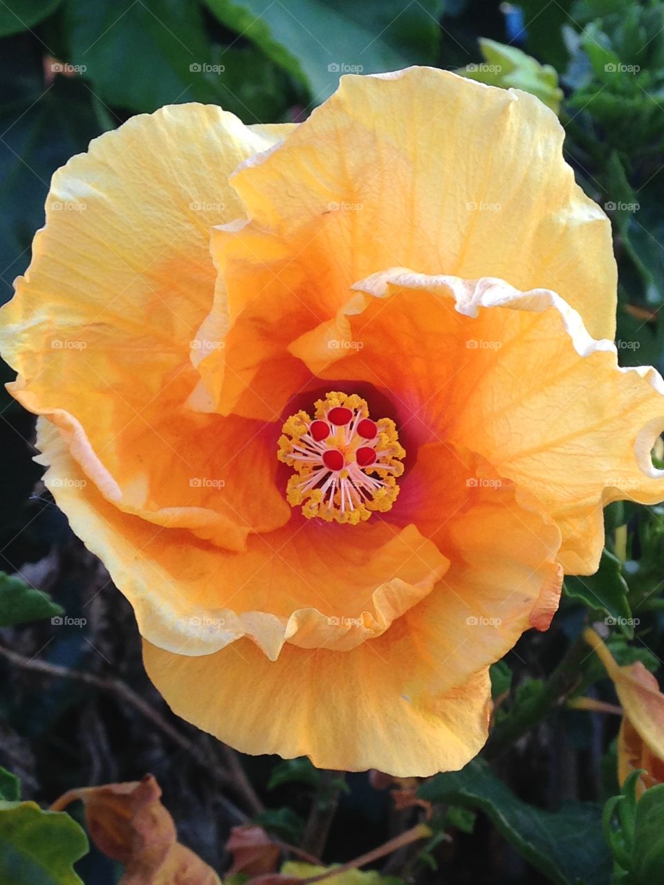 Summer sunshine. Pretty yellow flower