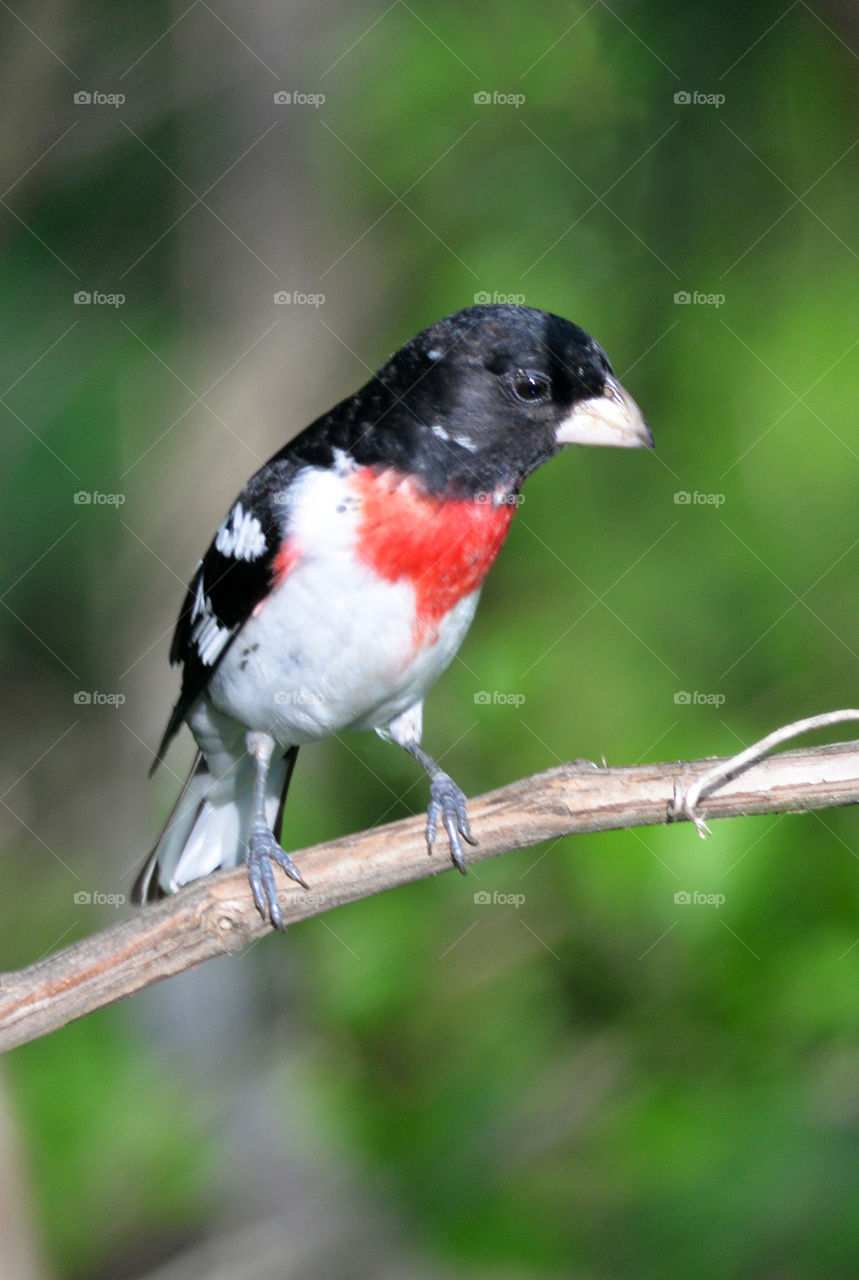 Rose Breasted Grosbeak, bird one branch