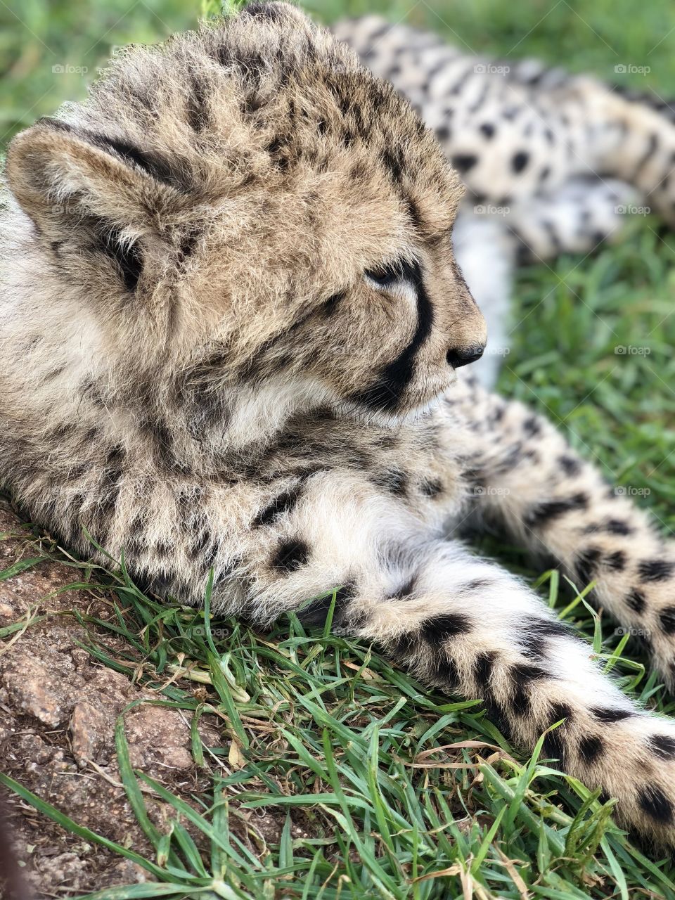 Close up of Baby cheetah 