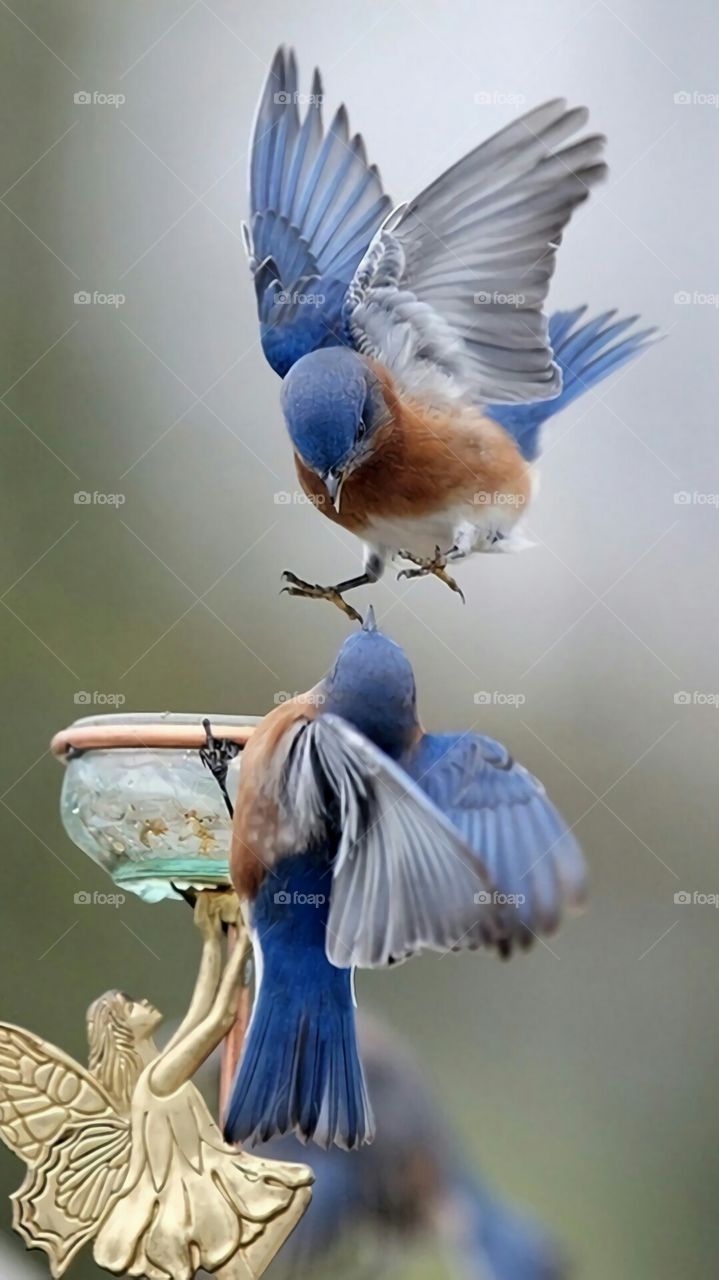 The most beautiful birds love each other