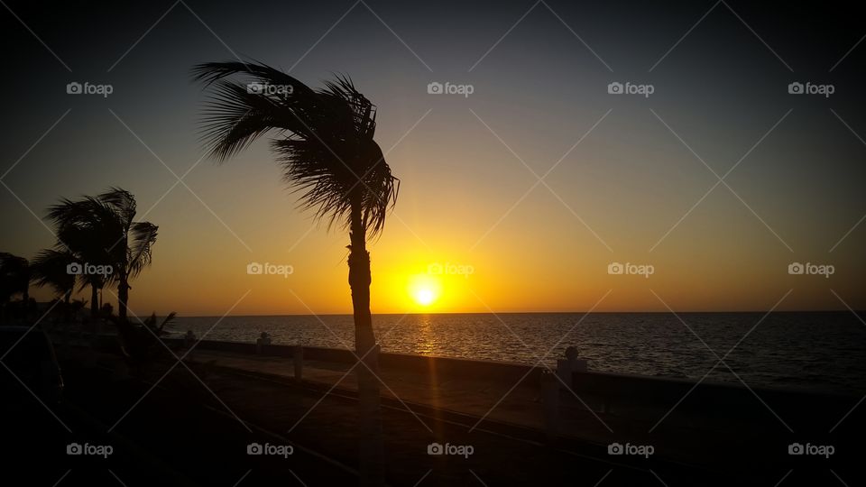 Palm at sunset