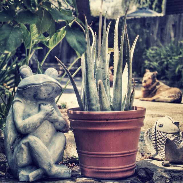 Peace, Love and Aloe